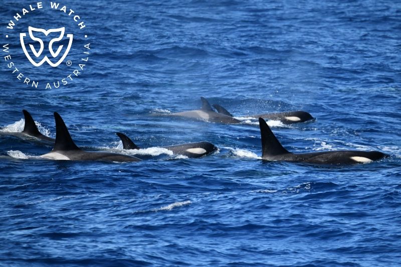 Whale Watch Western Australia
