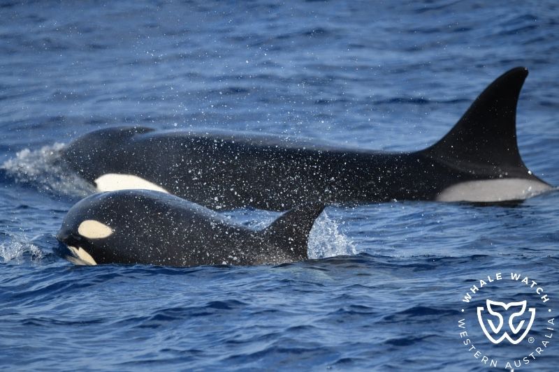 Whale Watch Western Australia
