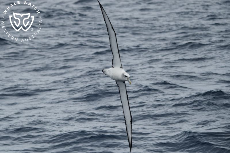 Whale Watch Western Australia
