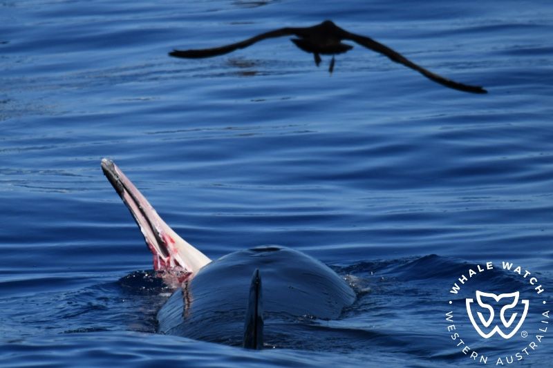 Whale Watch Western Australia