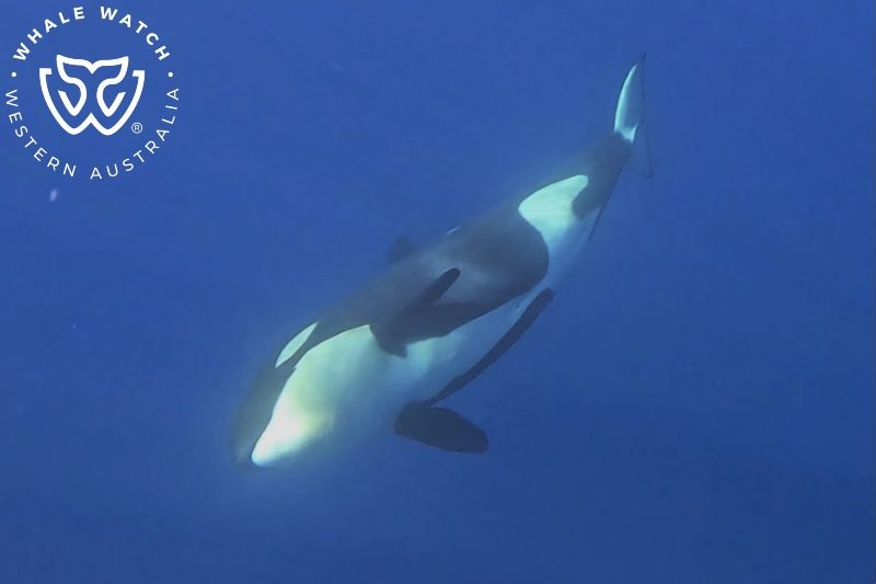 Whale Watch Western Australia