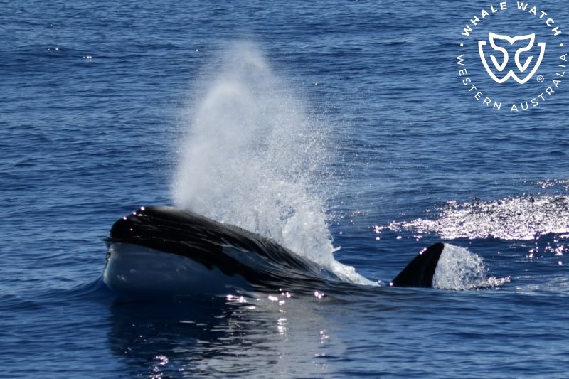 Whale Watch Western Australia