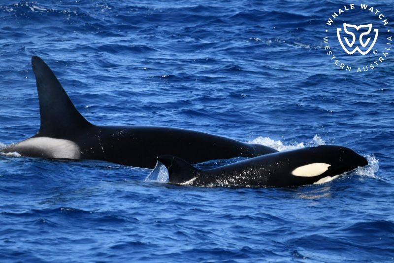 Whale Watch Western Australia