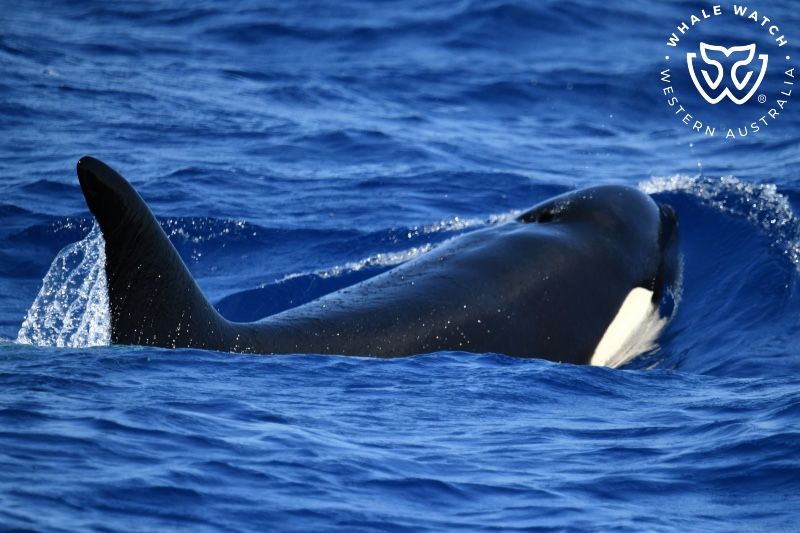 Whale Watch Western Australia