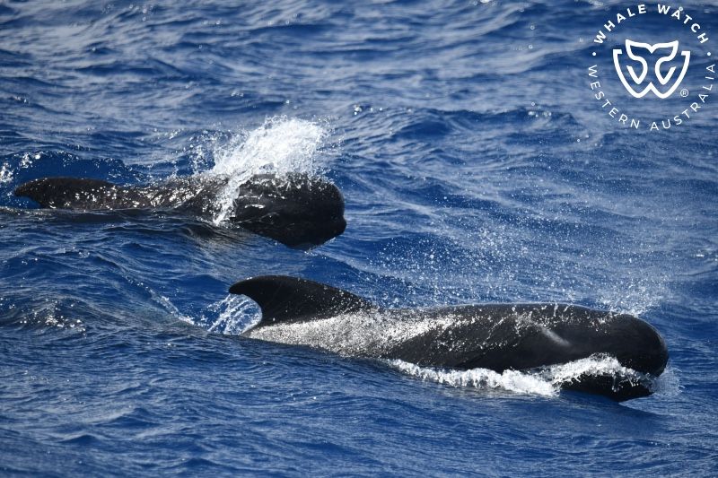 Whale Watch Western Australia