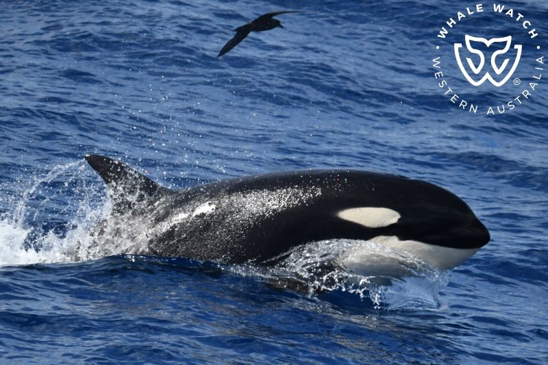 Whale Watch Western Australia