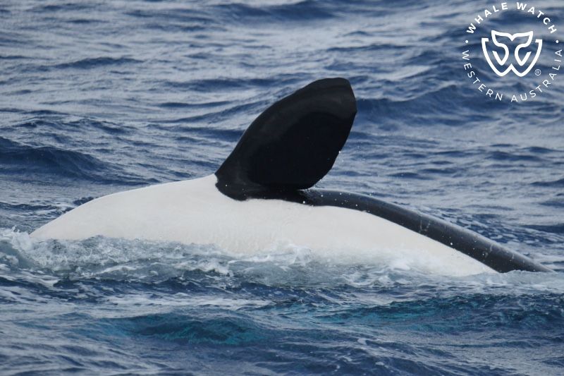 Whale Watch Western Australia