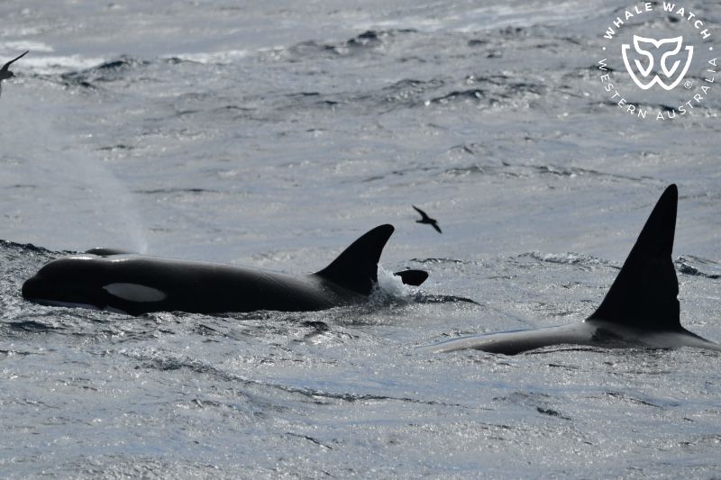 Whale Watch Western Australia