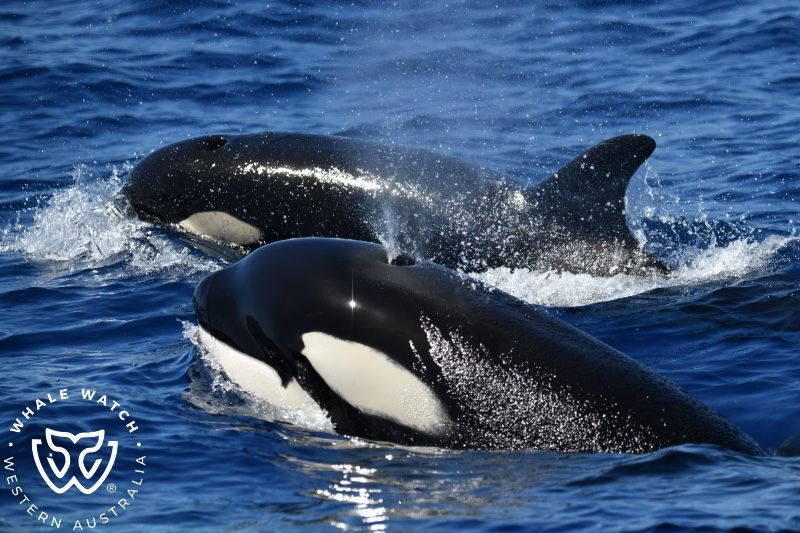 Whale Watch Western Australia