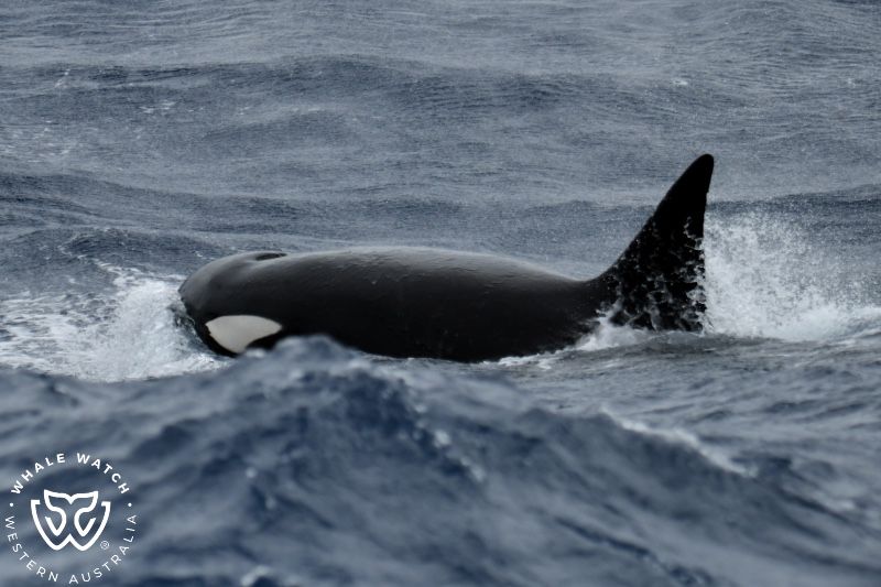 Whale Watch Western Australia
