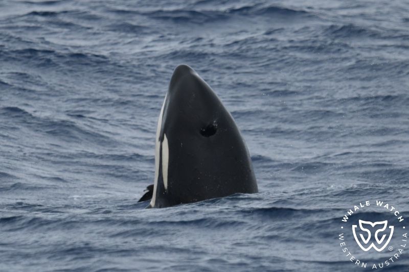 Whale Watch Western Australia
