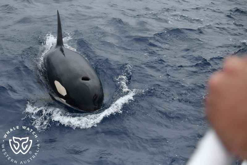 Whale Watch Western Australia