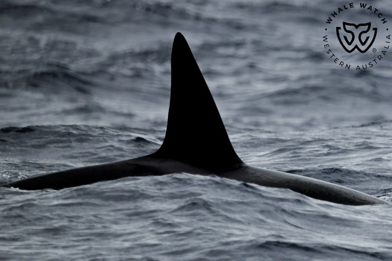 Whale Watch Western Australia