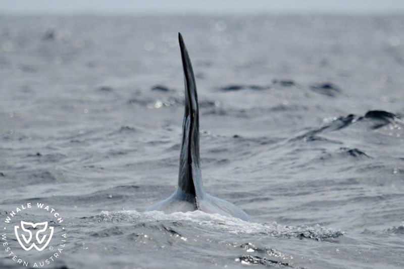 Whale Watch Western Australia