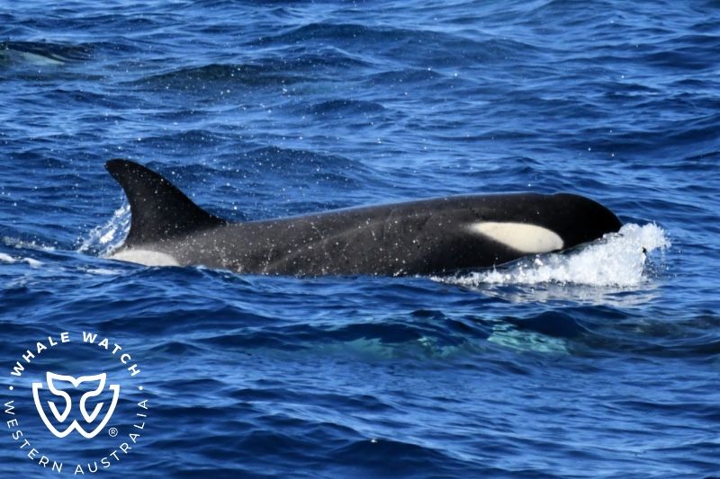 Whale Watch Western Australia