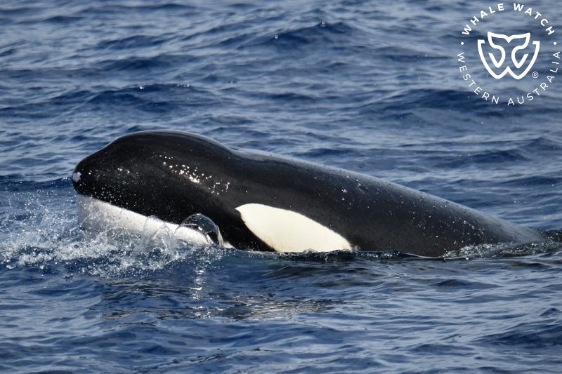 Whale Watch Western Australia