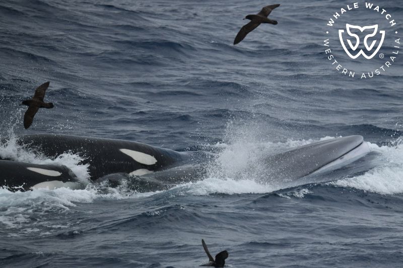 Whale Watch Western Australia