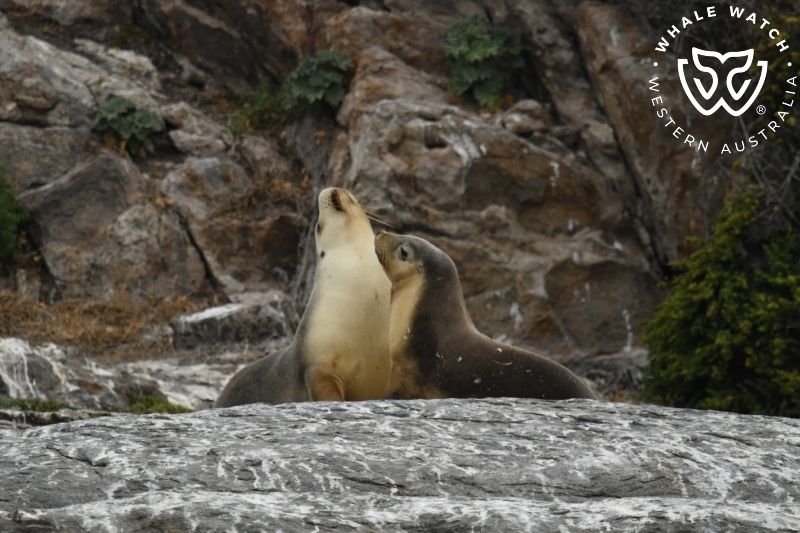 Whale Watch Western Australia