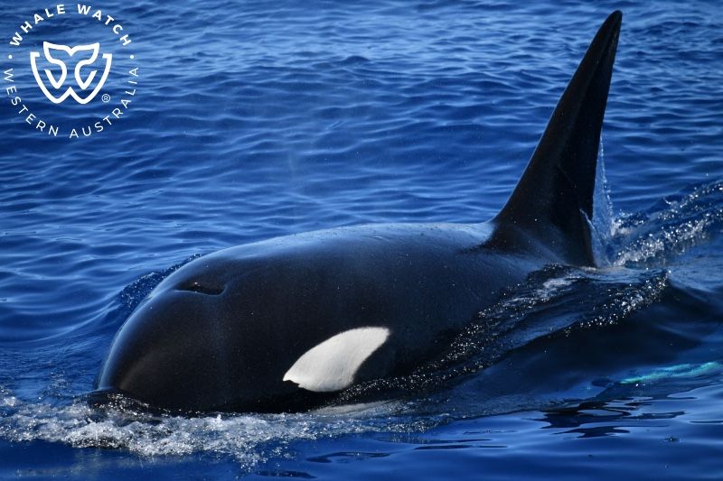 Whale Watch Western Australia