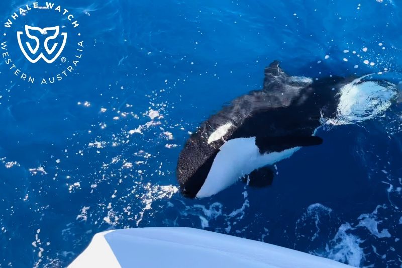 Whale Watch Western Australia