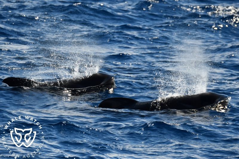 Whale Watch Western Australia
