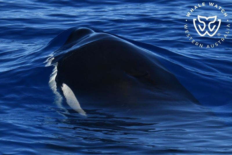 Whale Watch Western Australia