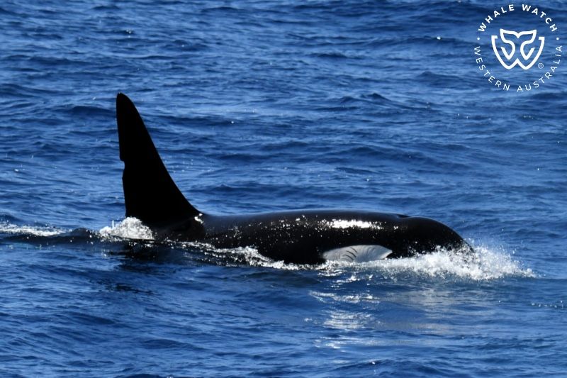 Whale Watch Western Australia