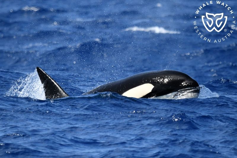Whale Watch Western Australia