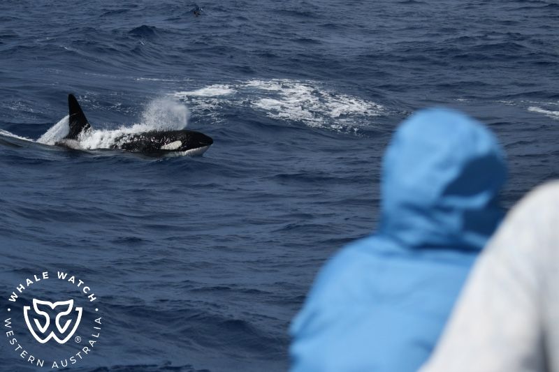 Whale Watch Western Australia