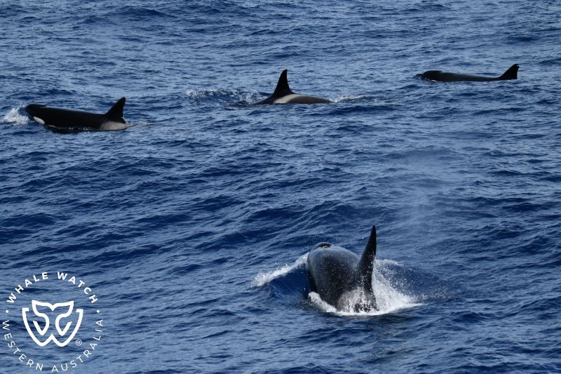 Whale Watch Western Australia