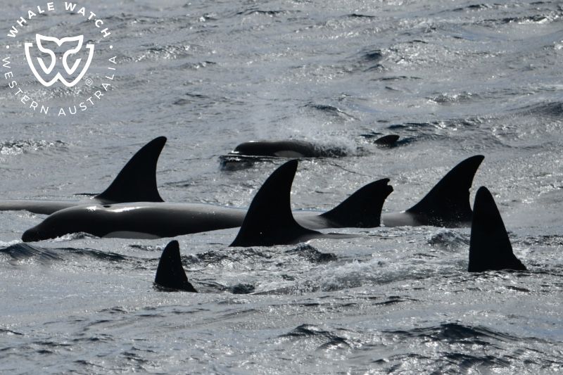 Whale Watch Western Australia