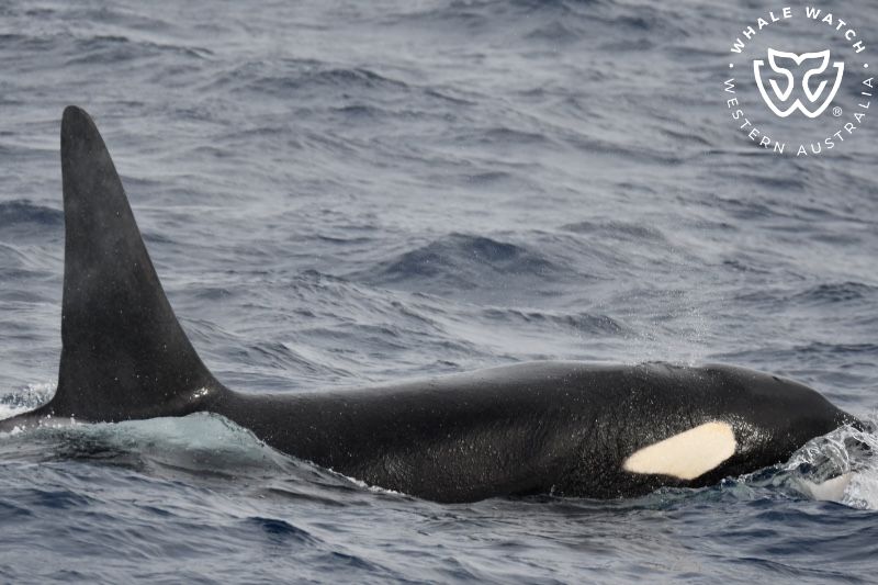 Whale Watch Western Australia