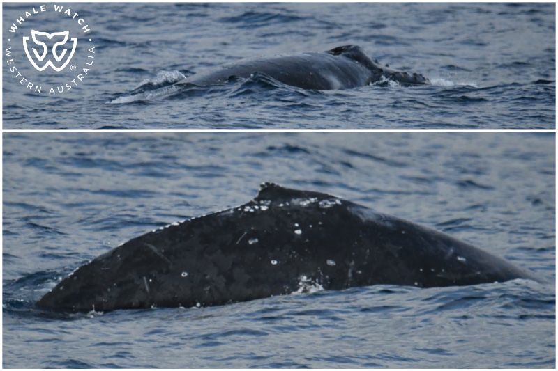 Whale Watch Western Australia