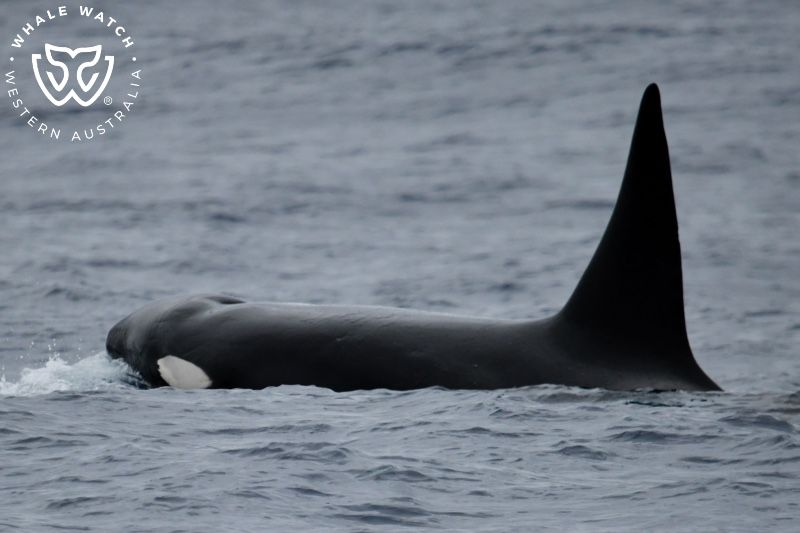 Whale Watch Western Australia