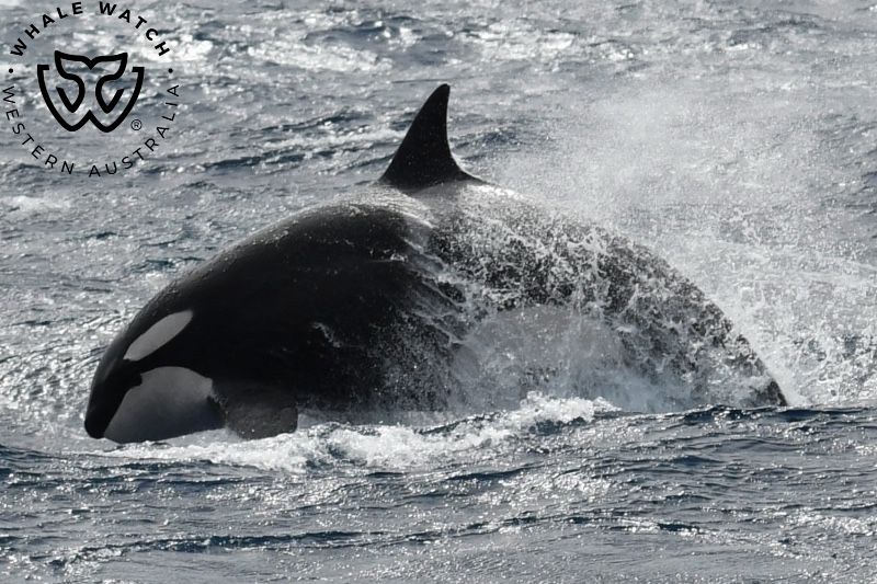 Whale Watch Western Australia