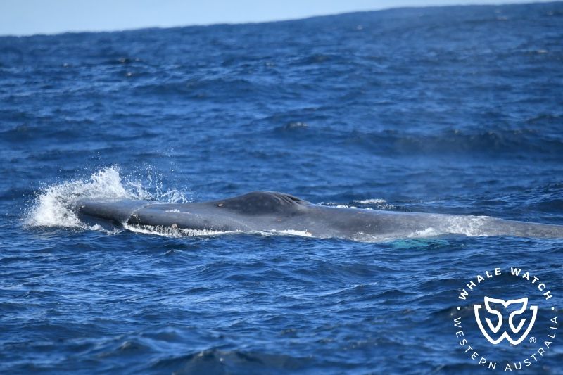 Whale Watch Western Australia