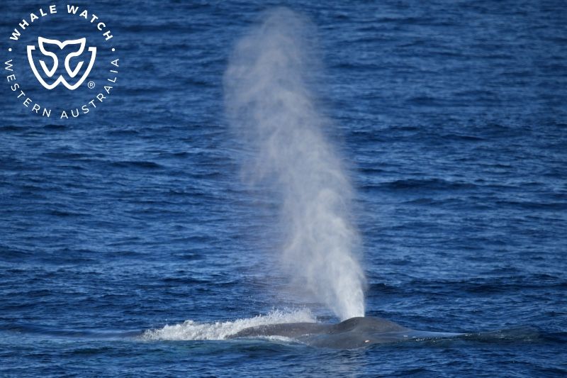 Whale Watch Western Australia