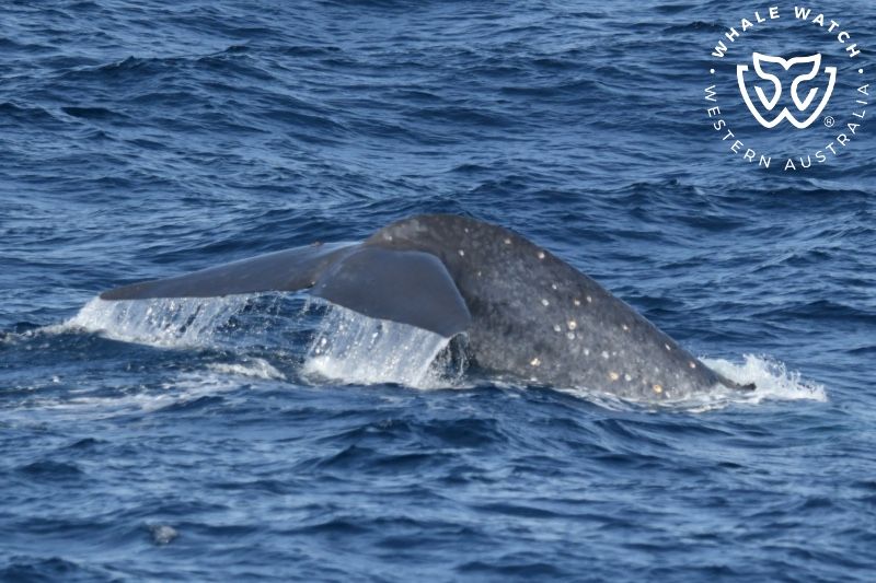 Whale Watch Western Australia