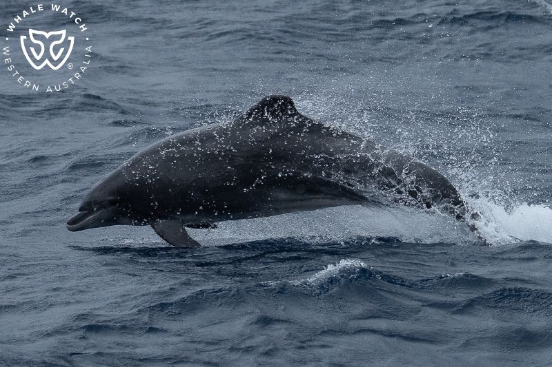 Whale Watch Western Australia