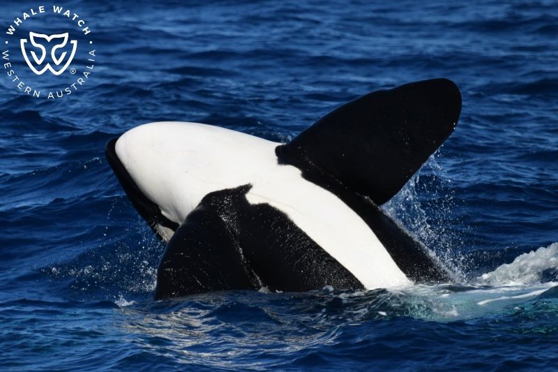 Whale Watch Western Australia