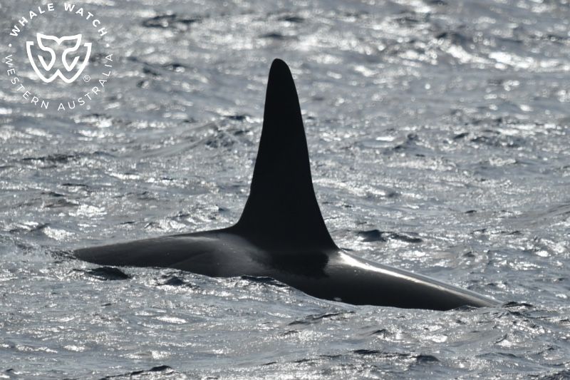 Whale Watch Western Australia