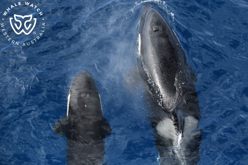 Whale Watch Western Australia