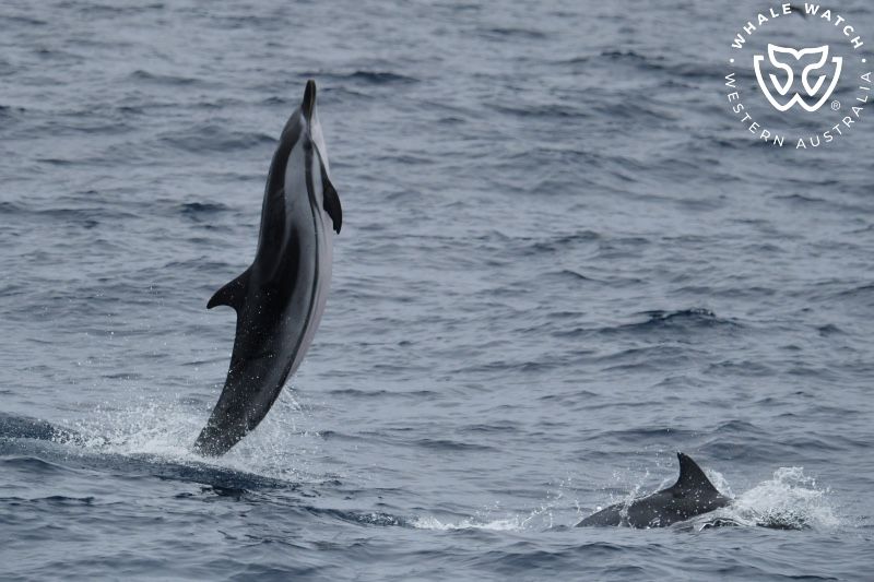 Whale Watch Western Australia