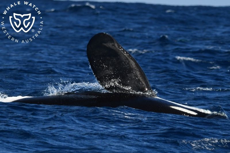 Whale Watch Western Australia