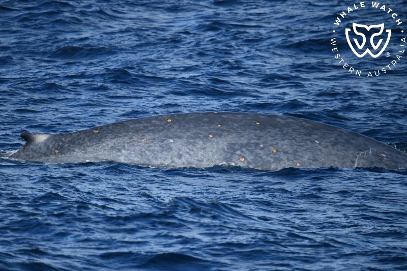 Whale Watch Western Australia