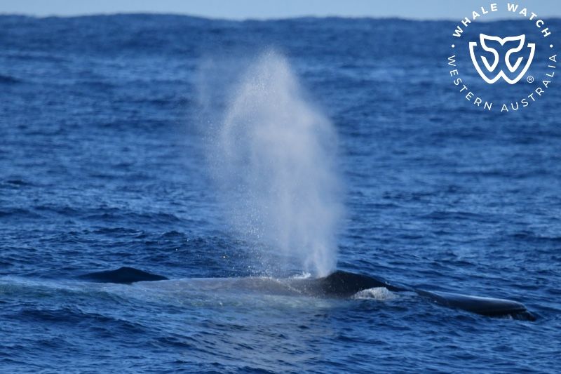 Whale Watch Western Australia