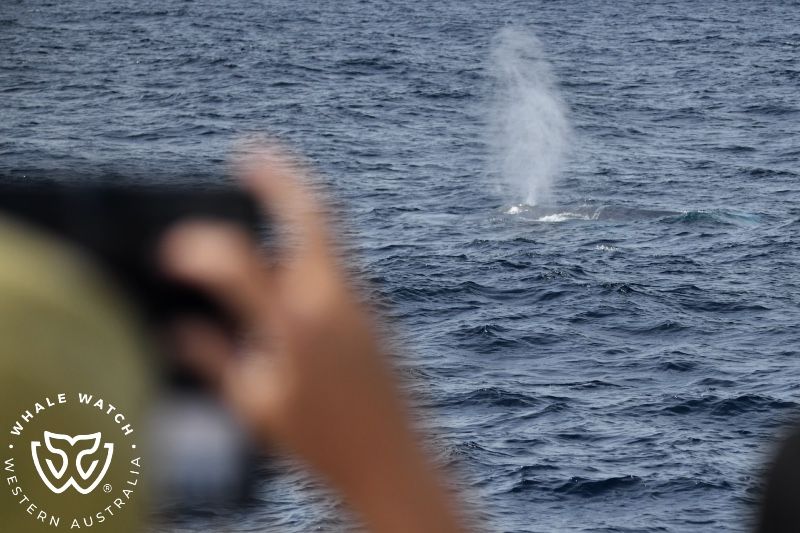 Whale Watch Western Australia