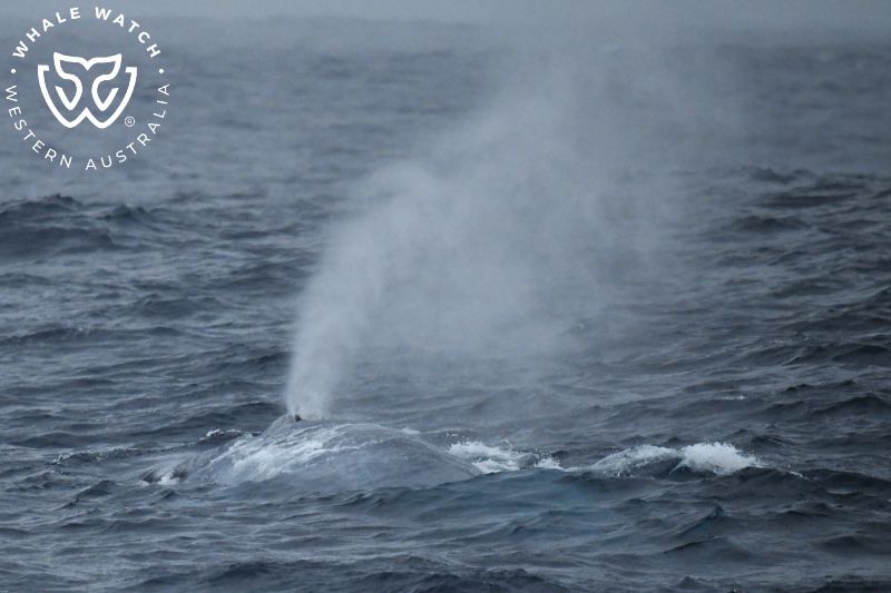 Whale Watch Western Australia