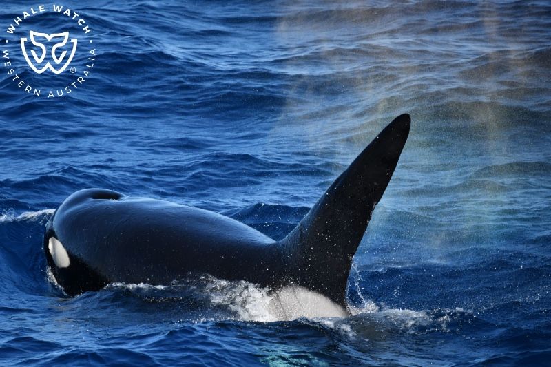 Whale Watch Western Australia