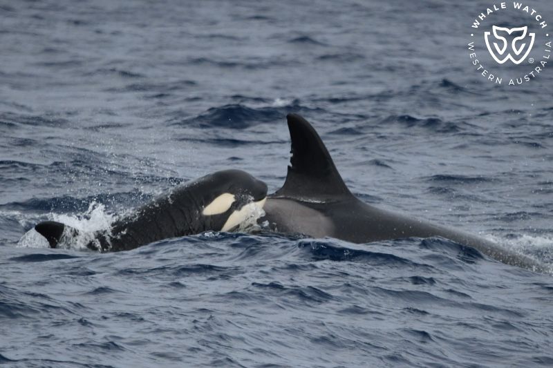Whale Watch Western Australia